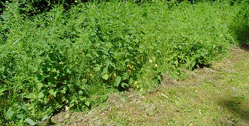 Wildwuchs im Kleinen B�rgerbusch. Foto: Dieter Niebisch